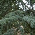 Cedrus libani Tree Seeds – Lebanese Cedar, Evergreen Conifer for Landscaping, Drought-Tolerant, Full Sun, 5 Seeds