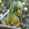 Oak Leaved Papaya Seeds - 25+ Tropical Fruit Seeds for Container & Garden Growing, Fast Fruiting Carica papaya, Unique Lobed Foliage
