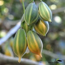 Oak Leaved Papaya Seeds - 25+ Tropical Fruit Seeds for Container & Garden Growing, Fast Fruiting Carica papaya, Unique Lobed Foliage