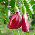 Vegetable Hummingbird Tree Seeds, Edible, Fast-Growing, Ornamental, Pollinator-Friendly, Tropical, Sesbania grandiflora