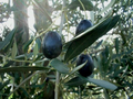 Picual Olive Seeds – Garden Planting, Spanish Variety, Olea europaea, USA Grown