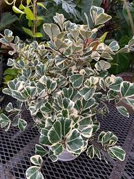 Variegated Ficus Triangularis Live Plant, 10-12 Inches, Rare Variegated Foliage, Indoor Houseplant, Air-Purifying, Easy Care