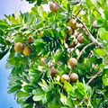 Grafted Mamme Apple Tree Starter Plant 12-24 Inches Exotic Tropical Fruit Mammea americana