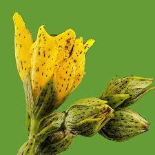50 mg Hypericum punctatum Seeds Dotted St. John’s Wort Pollinator-Friendly Wildflower for Gardens