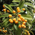 Loquat Tree Seedling – Tropical Fruit Tree – Juicy Golden-Orange Loquats – Eriobotrya japonica – Ready to Plant in Pot