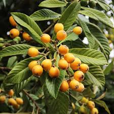 Loquat Tree Seedling – Tropical Fruit Tree – Juicy Golden-Orange Loquats – Eriobotrya japonica – Ready to Plant in Pot