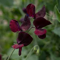 Midnight Sweet Pea Seeds – 50+ Deep Maroon-Black Blooms – Climbing Vine for Trellises, Bouquets & Cottage Gardens – Lathyrus odoratus