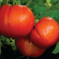 Celebrity Tomato Seeds F1 Hybrid Non-GMO Disease-Resistant 7-8 oz Fruits for Home Gardens