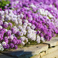 Alyssum Magic Circle Mix Seeds, Trailing Groundcover, Pink Purple White, Non-GMO, Fragrant Lobularia maritima, 1000 Seeds