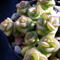 Crassula Perforata Variegated ‘String of Buttons’ Succulents – 2 Bare Root Live Plants, Trailing, Easy-Care, Drought Tolerant, Unique Stacked Leaves
