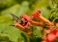 12 Live Red Trumpet Vine Clippings | Campsis Radicans Perennial Hummingbird Vine Fast-Growing Organic Starts