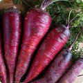 Purple Dragon Carrot Seeds - 200 Heirloom Daucus Carota, Vibrant Purple Skin & Orange Interior, Sweet Crunchy Root, Full Sun, 6-8 Inches