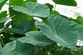 Dwarf Green Taro Bulbs, Edible, Tropical Foliage, Water Garden, Bog, Zone 8+ - Colocasia Esculenta, Koi Pond Plants