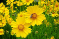 Coreopsis Lance-Leaved Dwarf Seeds – Native Yellow Wildflower, Compact Perennial, Pollinator Friendly, Easy to Grow, 50 Seeds