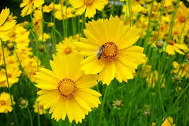 Coreopsis Lance-Leaved Dwarf Seeds – Native Yellow Wildflower, Compact Perennial, Pollinator Friendly, Easy to Grow, 50 Seeds