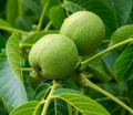 Black Walnut Trees Bare Root Live Plants – Juglans nigra Nut-Producing Shade Trees, 2ft Tall