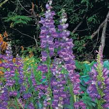100 mg Penstemon Secundiflorus Seeds | Drought-Tolerant Native Wildflower for Gardens, Xeriscaping & Pollinator Gardens