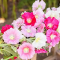 25 Seeds Summer Carnival Mix Hollyhock (Alcea rosea) - Vibrant Double Blooms, Pollinator-Friendly, Cottage Garden, Tall Spires, Biennial