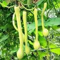 Tromboncino Squash Seeds – Heirloom Climbing Zucchini for Trellises & Harvest – Cucurbita moschata – 25+ Seeds