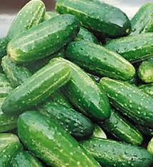 Bush Pickle Cucumber Seeds | F1 Hybrid, Non-GMO, 4-5 Inch Fruit, Compact, Container-Friendly, Fast-Growing, Cucumis sativus