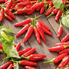 250 mg Tabasco Hot Pepper Seeds | Capsicum frutescens Heirloom for Spicy Cooking & Hot Sauce | Fiery Flavor Planting