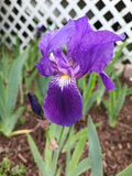 Light Purple Japanese Iris Live Roots | Freshly Dug Bulbs | Spring Blooming Perennial | Iris ensata | Pack of 4
