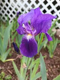 Light Purple Japanese Iris Live Roots | Freshly Dug Bulbs | Spring Blooming Perennial | Iris ensata | Pack of 4