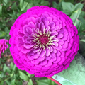 Purple Prince Zinnia Seeds | Non-GMO | Rosy Purple Blooms | Tall Cut Flowers | Zinnia elegans | Summer Blooming Flowers