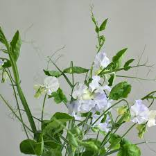 Sweet Pea Seeds – Lavender-Pink Blooms – Climbing Flower Vine for Bouquets & Gardens – Lathyrus odoratus, 50+ Seeds
