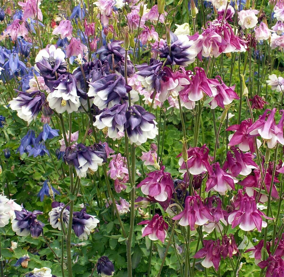 500 Seeds Columbine Dwarf Mix Granny's Bonnet Perennial Flowers - Aquilegia, Non-GMO, Fall Planting, Easy to Grow, Colorful Garden Blooms