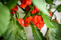 Carolina Reaper F1 Hybrid Pepper Seeds – World's Hottest Chili, Fiery Flavor, 5 Seeds, Capsicum chinense
