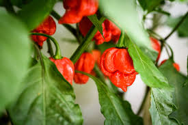 Carolina Reaper F1 Hybrid Pepper Seeds – World's Hottest Chili, Fiery Flavor, 5 Seeds, Capsicum chinense