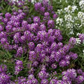 Violet Queen Alyssum Seeds | Fragrant Purple Flowers | Non-GMO Ground Cover | 4-6 Inches Tall | Pollinator & Container Plant