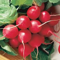 Organic Red Radish Seeds 2 oz Raphanus sativus for Gardening, Fast Germination, Heirloom, Non-GMO, Full Sun