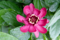 Sweetshrub Bare Root Plant 12-18" Calycanthus floridus Carolina Allspice Fragrant Shrub