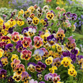 Rococo Mix Pansy Seeds – 200+ Viola × wittrockiana Ruffled Multicolor Blooms for Borders & Containers – Cool-Season Garden Planting
