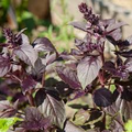 Dark Opal Basil Seeds - Heirloom Non-GMO, Deep Purple Leaves, Culinary Herb, Fast Growing, Ocimum basilicum