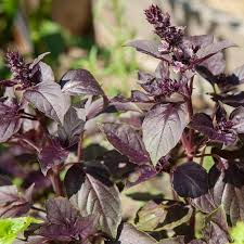 Dark Opal Basil Seeds - Heirloom Non-GMO, Deep Purple Leaves, Culinary Herb, Fast Growing, Ocimum basilicum