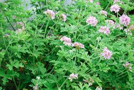 Citrosa Geranium Seeds Pelargonium citrosum Natural Mosquito Repellent Fragrant Garden Plant 25+ Seeds