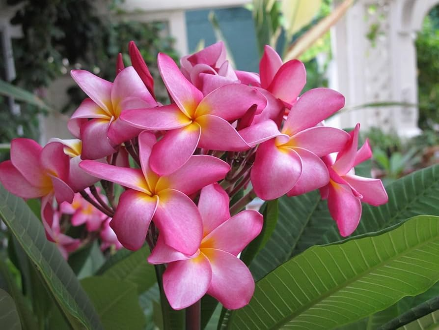 Pink Hawaiian Plumeria Fresh Cutting - No Root, Tropical Frangipani for Gardens, Plumeria rubra, Summer Blooming, Easy to Grow