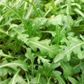 NON-GMO Arugula Microgreen Seeds 12 oz for Sprouting, Eruca sativa, Organic, High Germination Rate