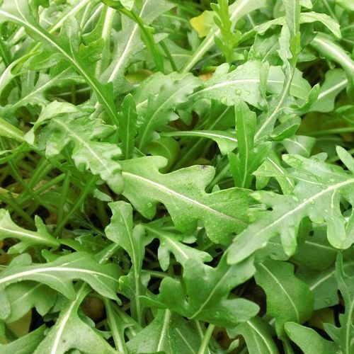 NON-GMO Arugula Microgreen Seeds 12 oz for Sprouting, Eruca sativa, Organic, High Germination Rate