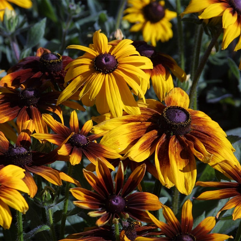 Rudbeckia Hirta Seeds – Gloriosa Daisy, Bright Yellow & Red Blooms, Pollinator-Friendly, Drought-Tolerant, 25 Seeds