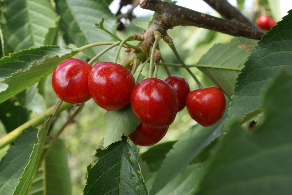 10+ Penny Cherry Fruit Seeds – Sweet Juicy Deep Red Cherry Tree – Cold-Hardy, Self-Fertile, High-Yielding, Home Garden & Orchard
