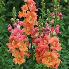 Chantilly Deep Orange Snapdragon Seeds | 1000+ Tall Vibrant Blooms | Antirrhinum majus for Garden & Cut Flowers