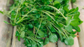 Fresh Watercress Cuttings with Roots – Live Edible Greens, Nasturtium officinale, Fast-Growing Superfood Plant