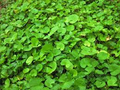 Pennywort Live Plants 15 Bare Root Centella asiatica Aquatic Herb for Water Gardens and Ponds