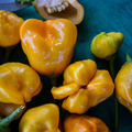Aji Mango Pepper Seeds – Heirloom, Non-GMO, Fruity, Mild Heat, Capsicum baccatum, 15 Seeds