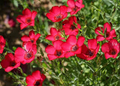 500 Seeds Scarlet Red Flax Wildflower Non-GMO Annual Pollinator-Friendly Linum grandiflorum