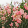 Candyfloss Sweet Pea Seeds – 50+ Blush Pink Climbing Vine for Bouquets, Trellises & Cottage Gardens – Lathyrus odoratus